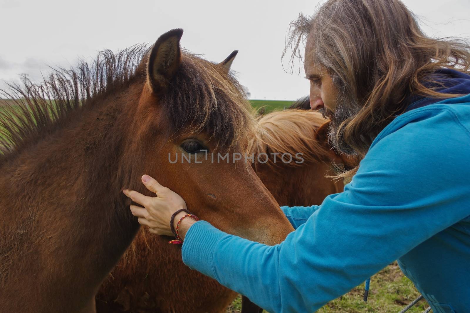 man speaking with horses on a meadow at summer time