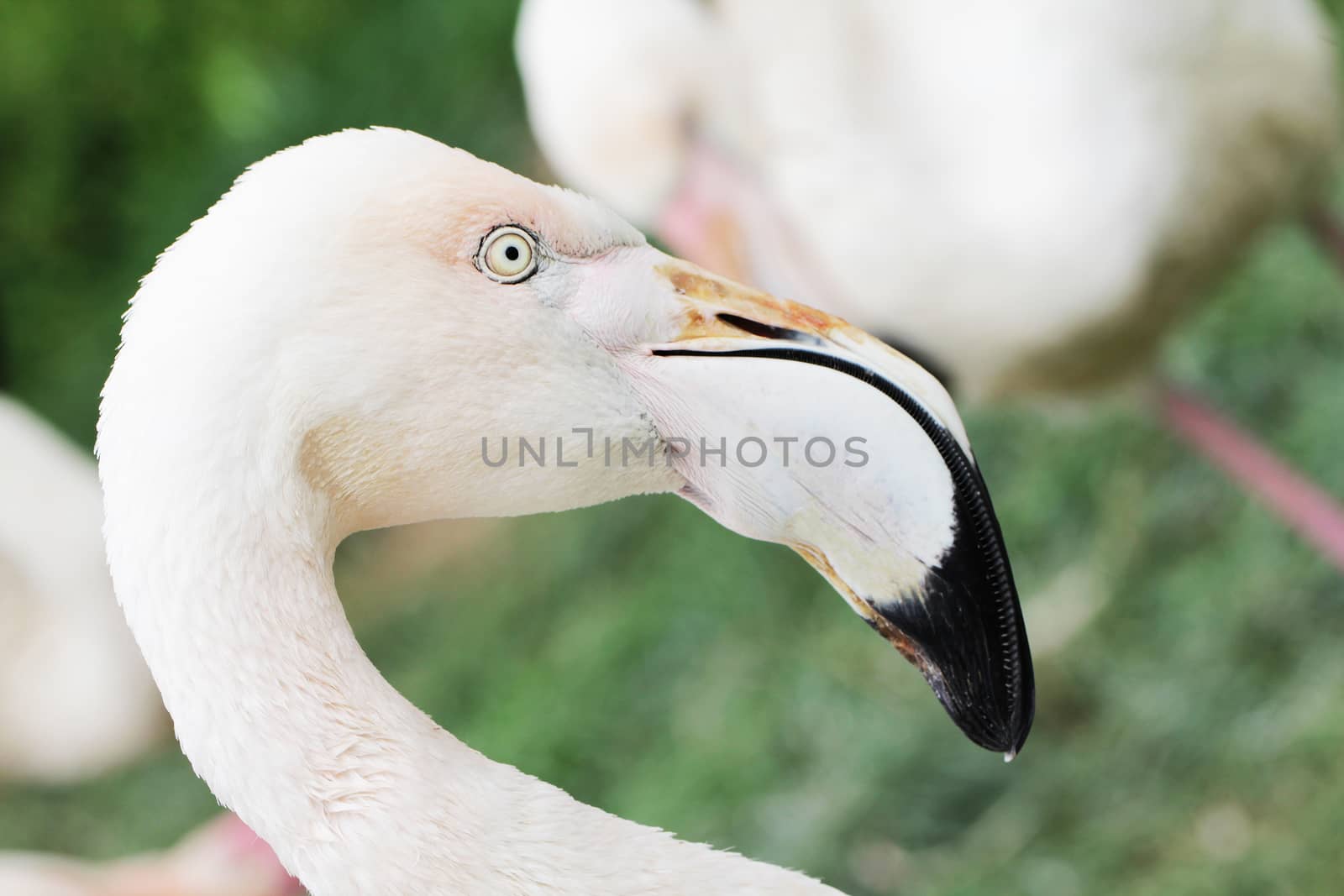 Head of flamingo close up animal portrait
