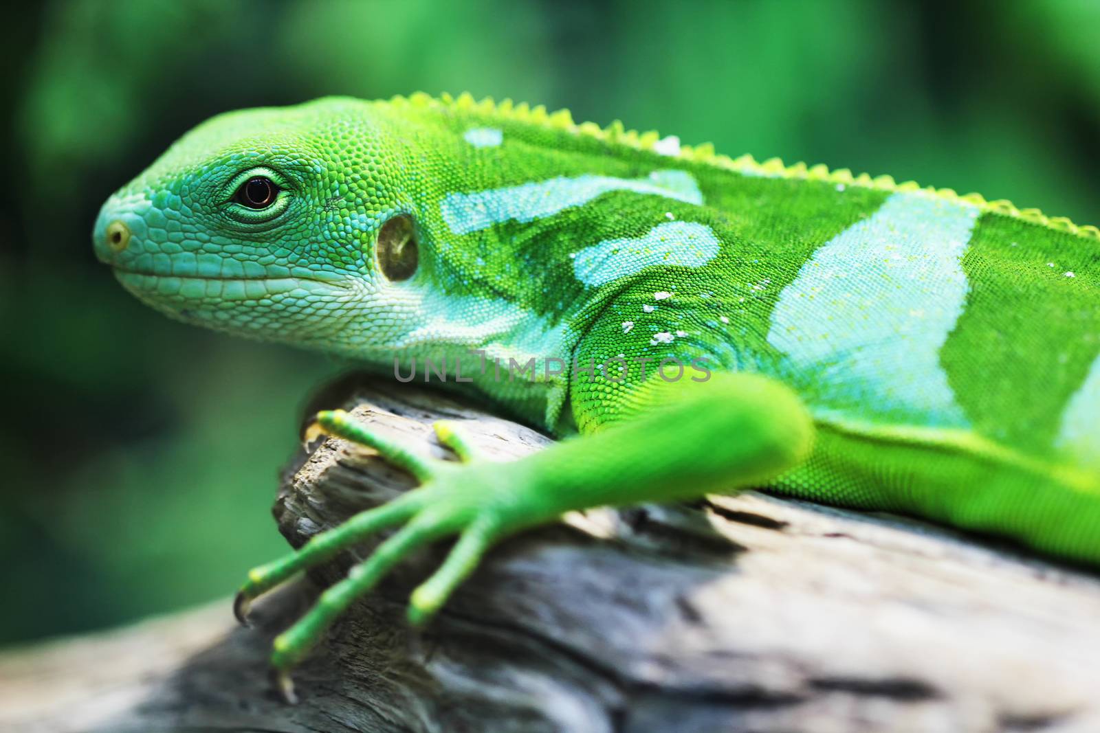 Lizard close up animal portrait by Voinakh