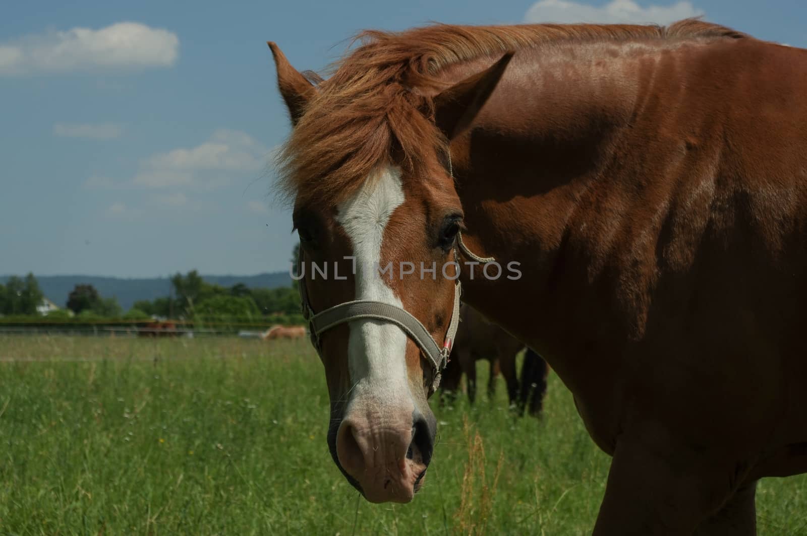 brown horse on the pasture, close up part of body by evolutionnow