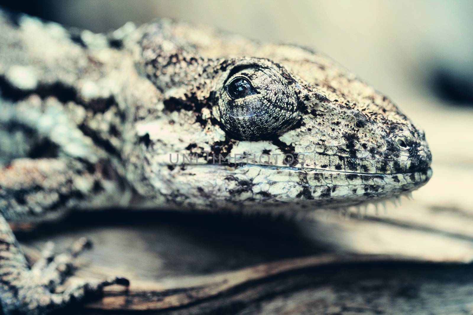 Lizard close up animal portrait by Voinakh