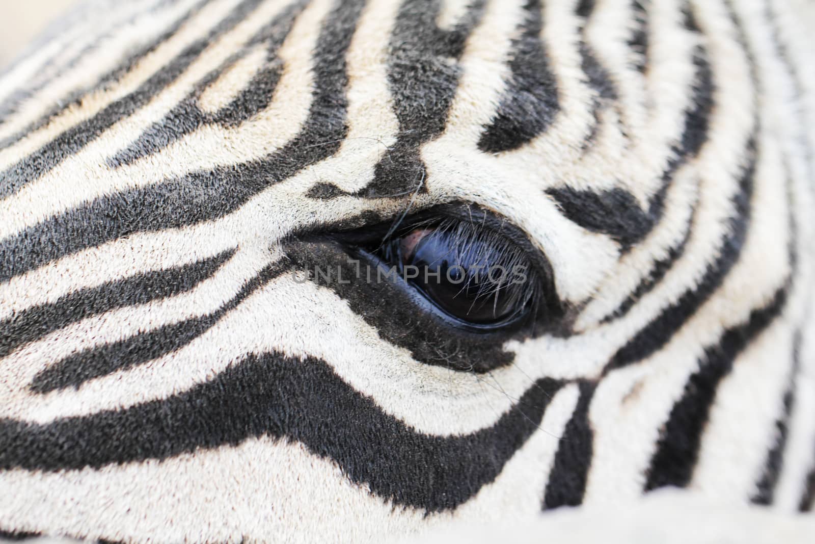 Eye of zebra close up by Voinakh