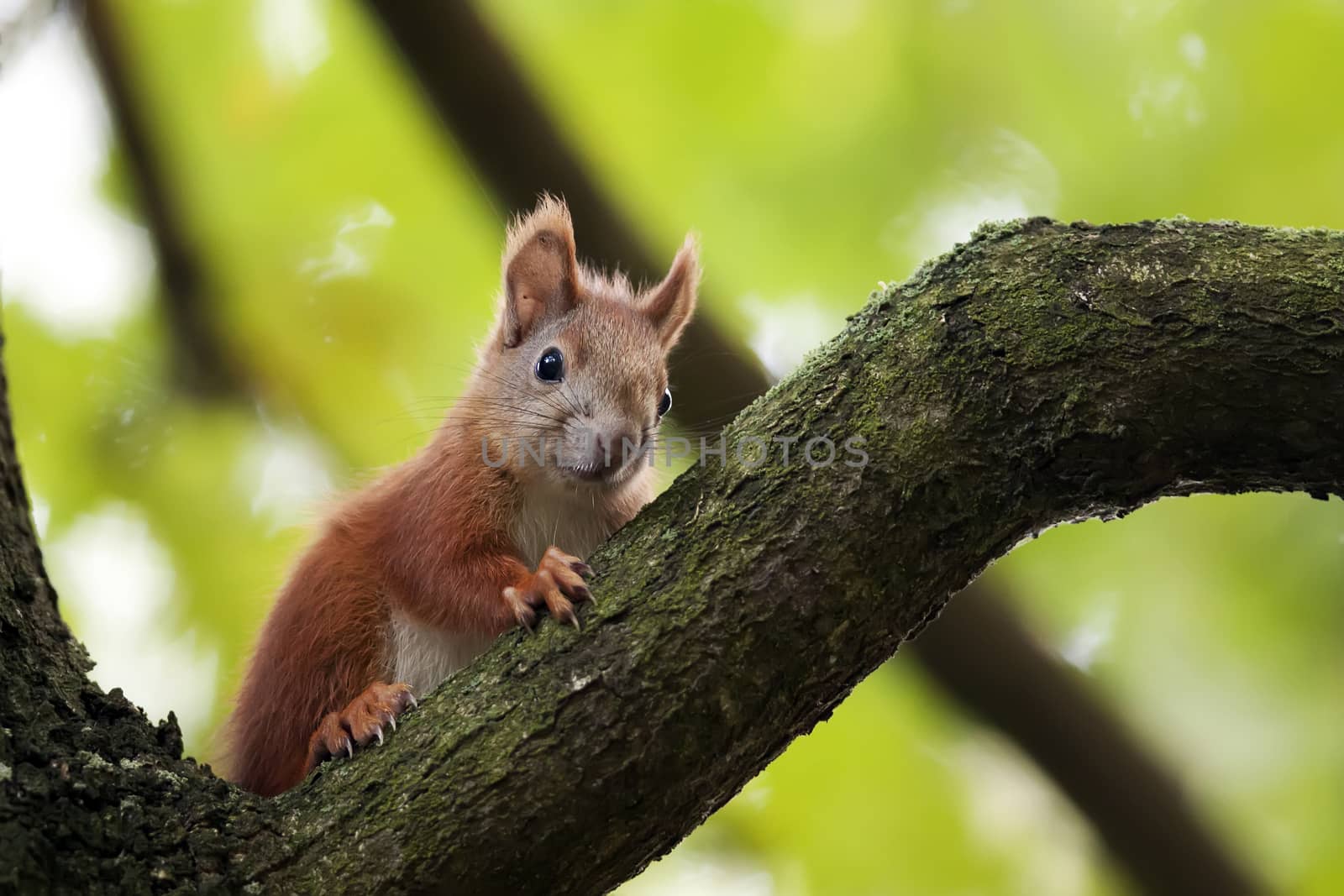 Red squirrel in the forest in the wild