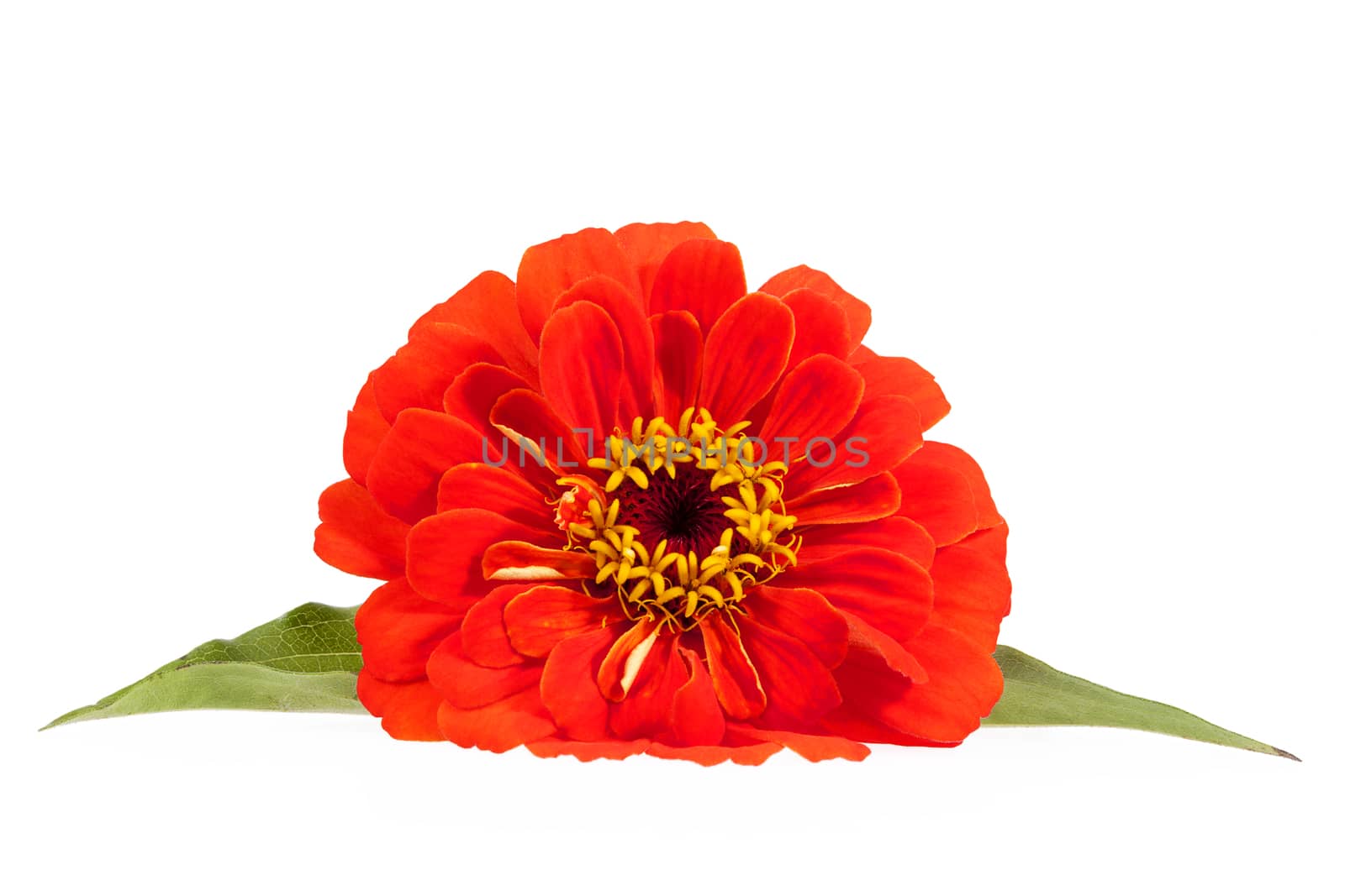 Flower of red zinnia isolated on white background, close up
