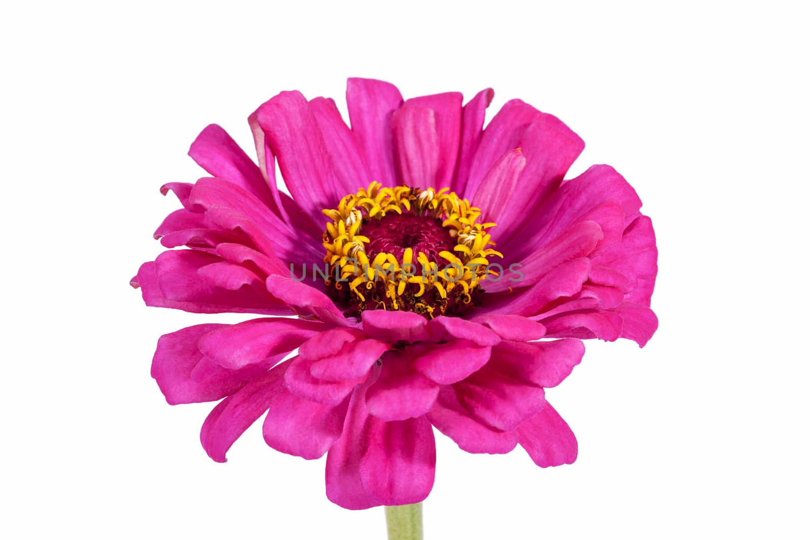 Single flower of pink zinnia isolated on white background, close up