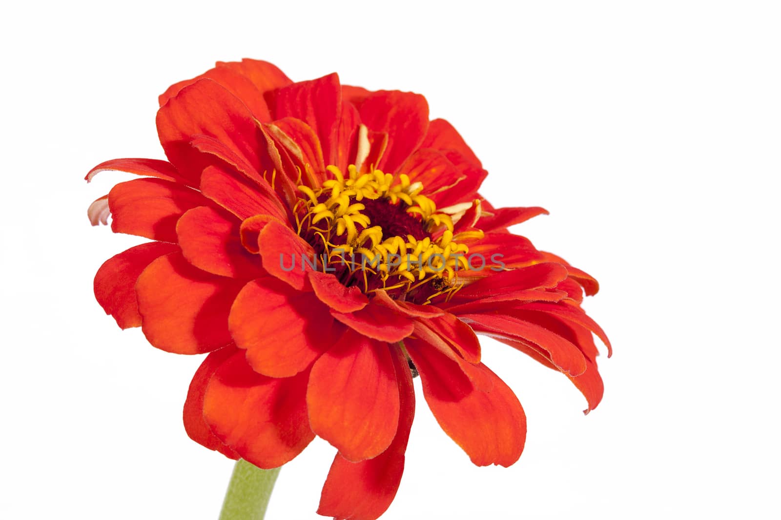 Single flower of red zinnia isolated on white background by mychadre77