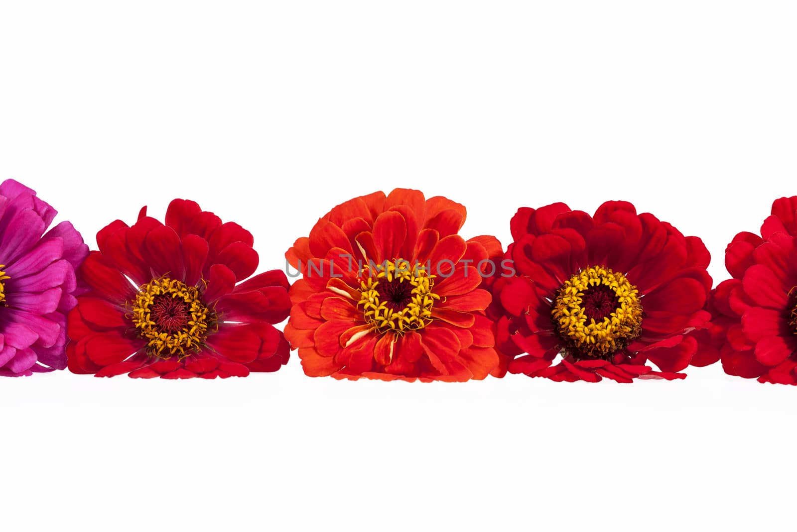 Flowers of red zinnia isolated on white background by mychadre77