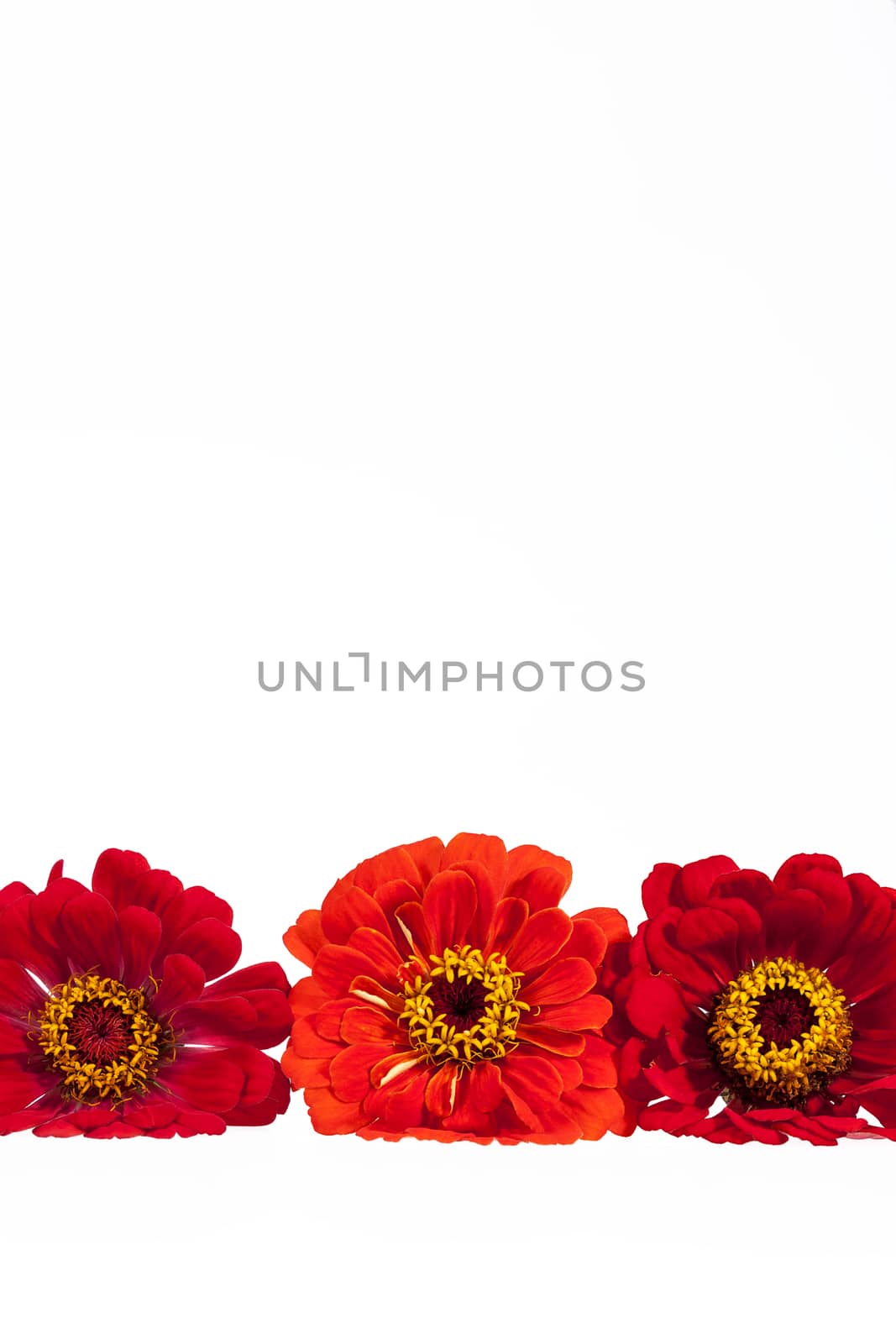 Flowers of red zinnia isolated on white background, place for text by mychadre77