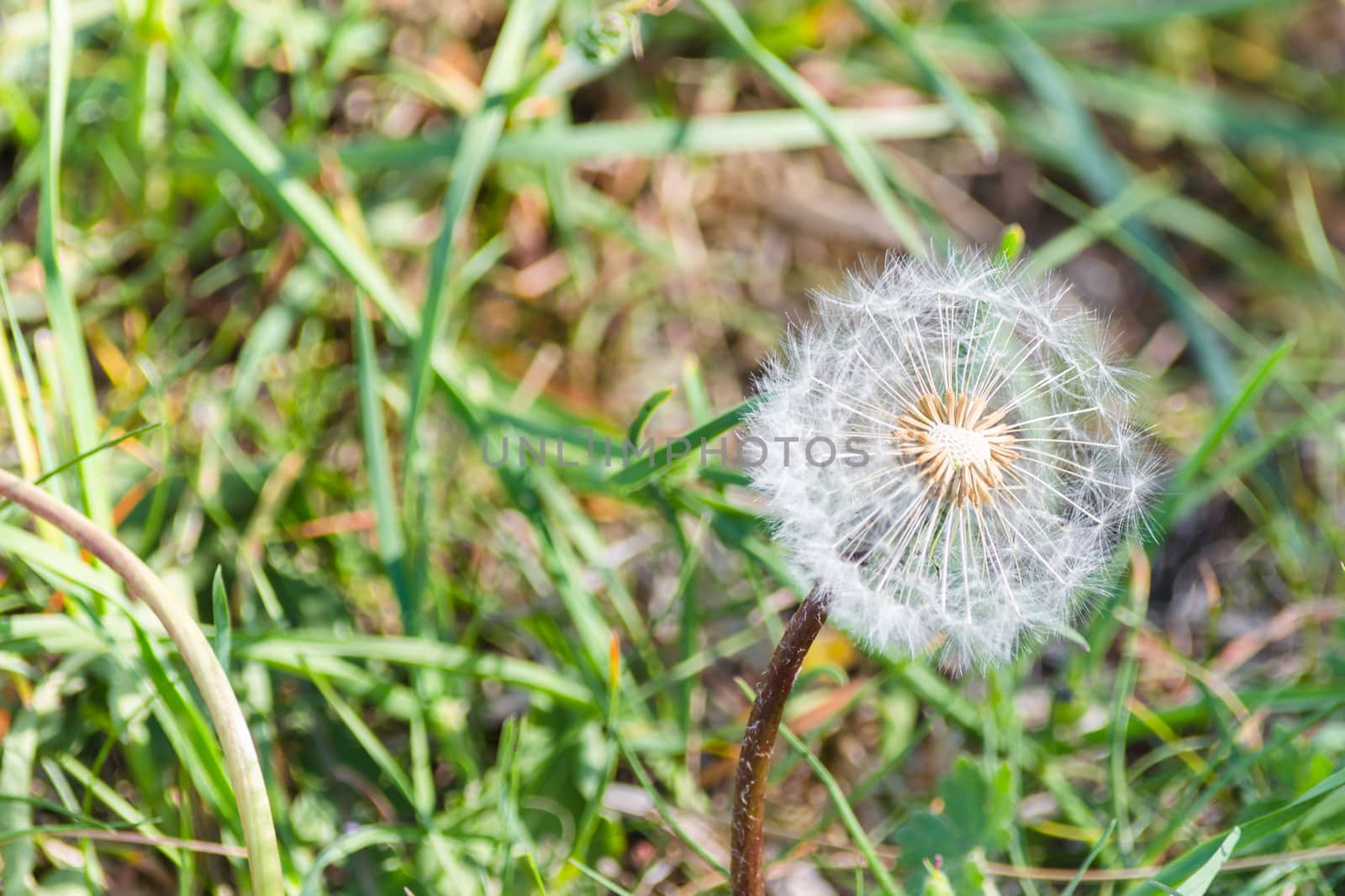 Close up of a dandelion in the meadow with sunlight background.