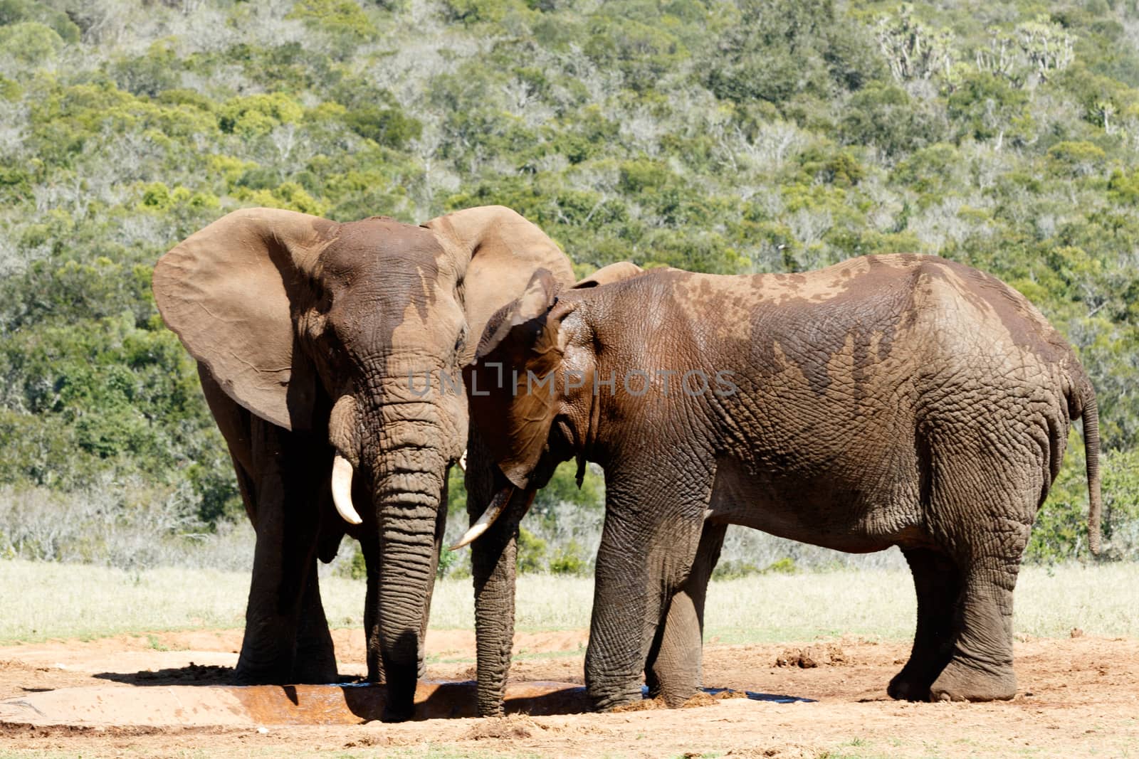 Two male African Bush Elephants standing at the watering hole with a close up of the veins in its ears