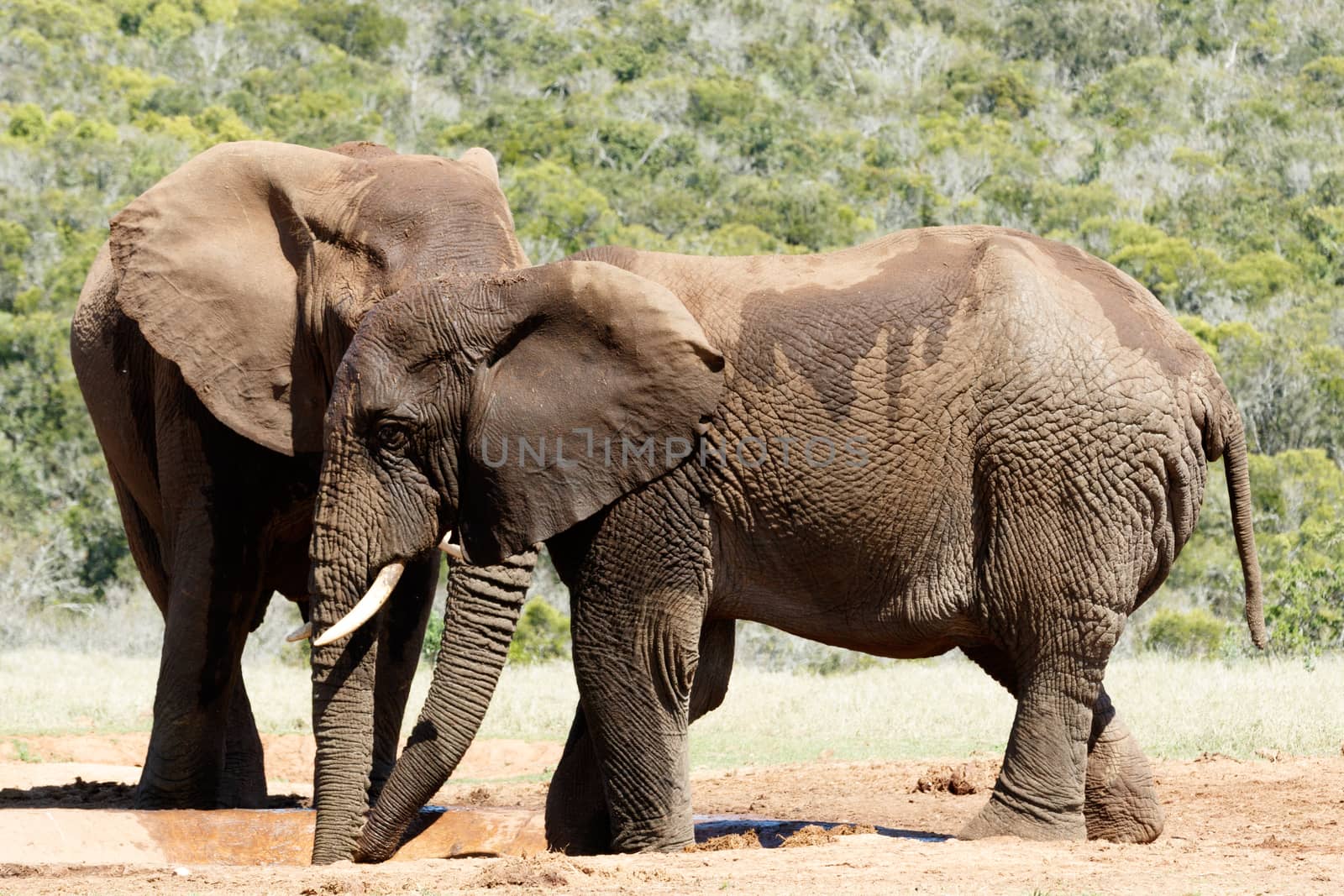 Big Elephant hiding behind his brother at the watering hole