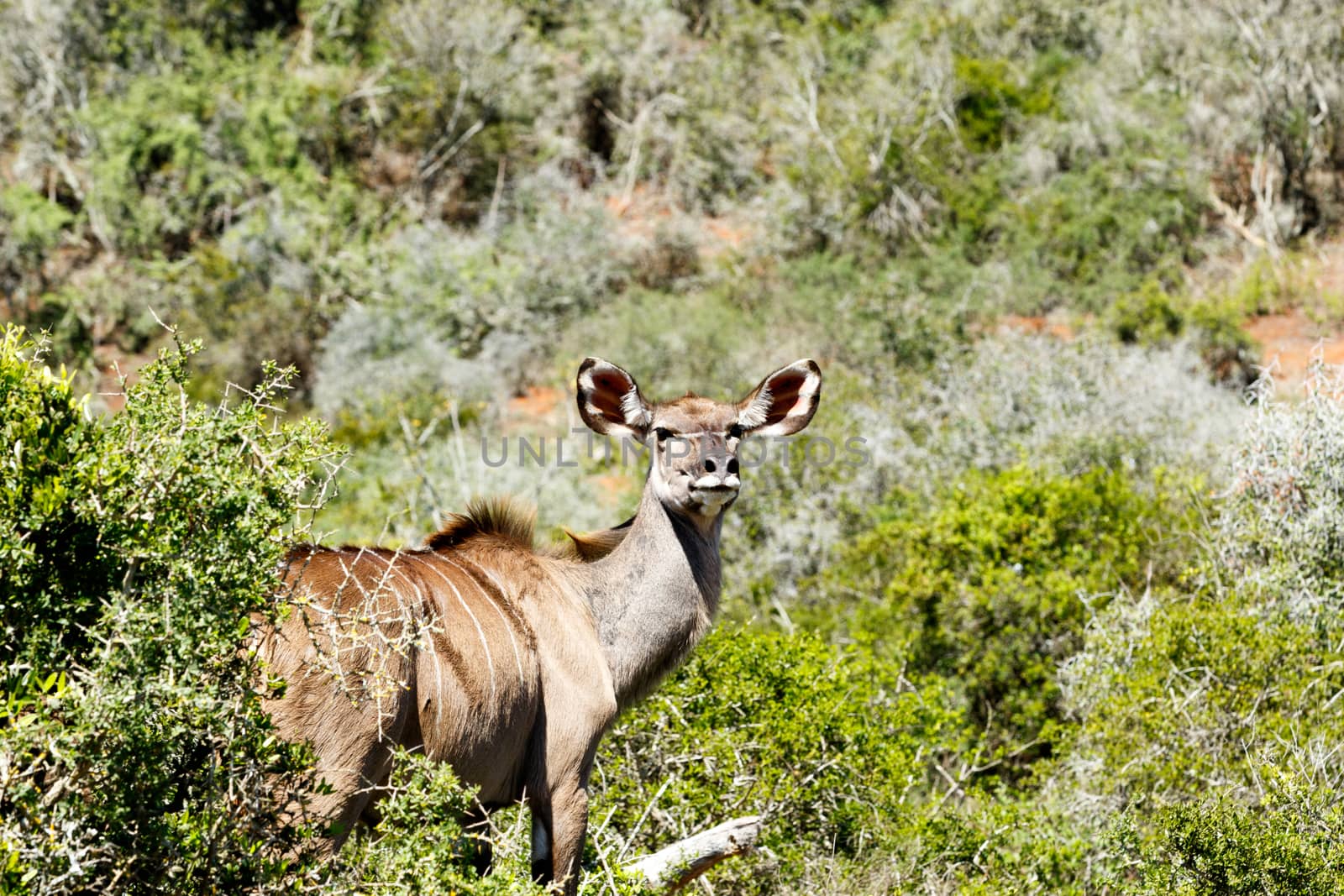 Greater Kudu standing and staring at the camera with his ears straight up.