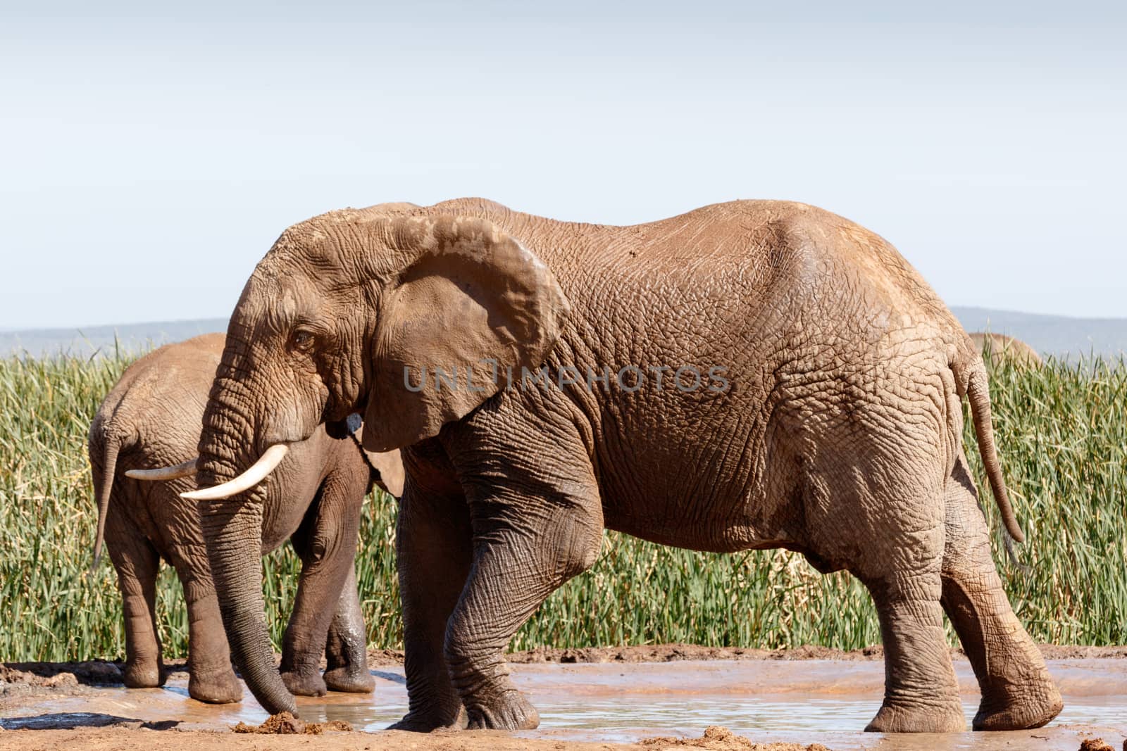 African Bush Elephant - Standing and playing in the mud on a hot sunny day
in Addo Elephant National Park.