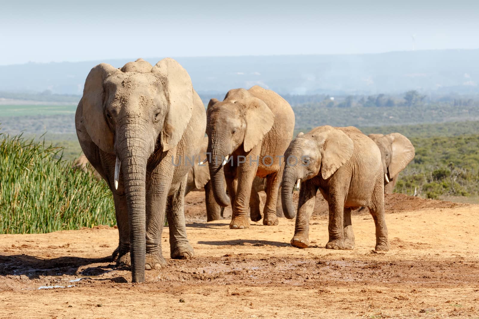 A Hot day at Addo Elephant National Park. African Bush Elephant family gathering at the watering hole to cool off.