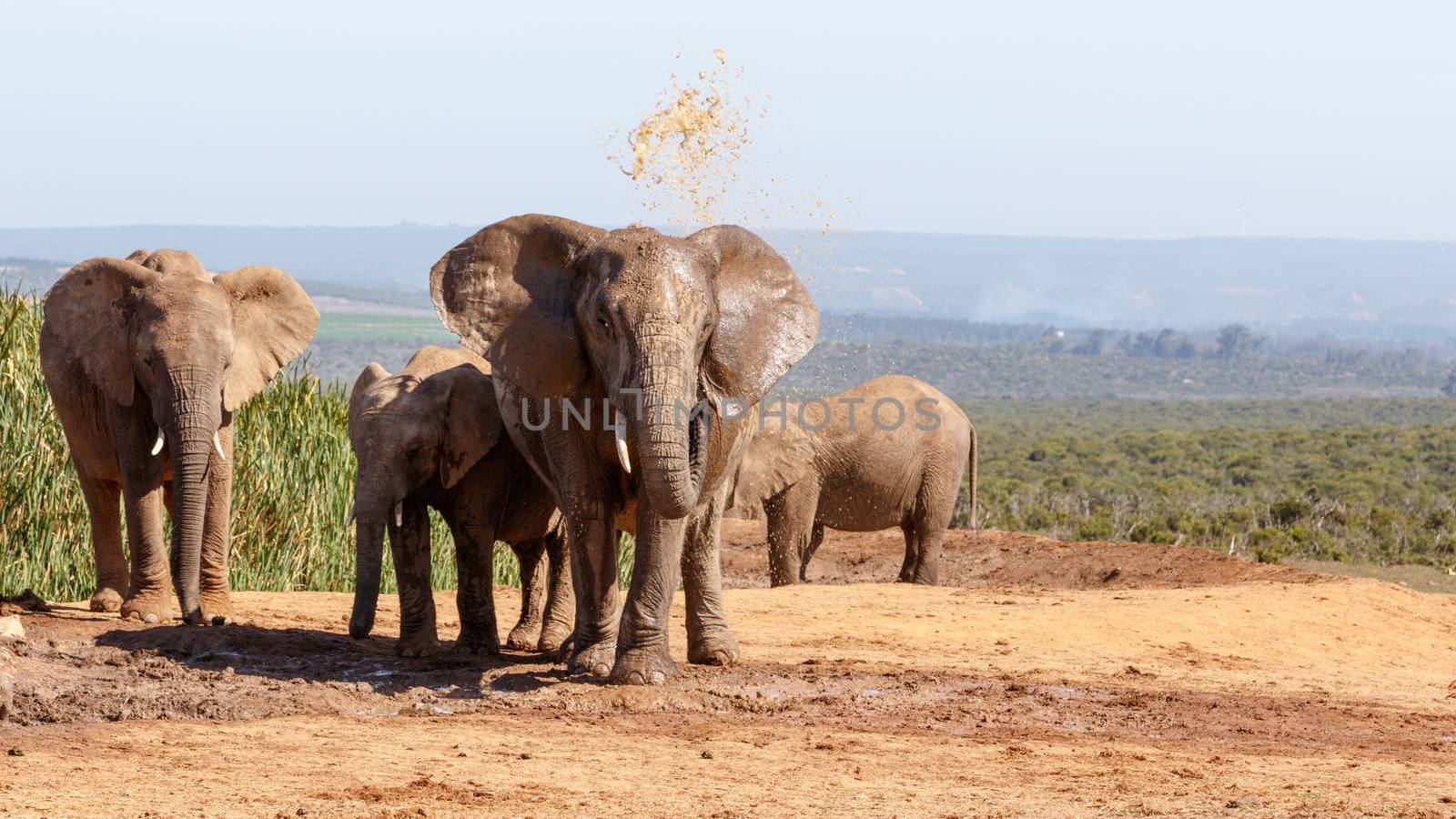 African Bush Elephant having a mud bath in Addo Elephant National Park.