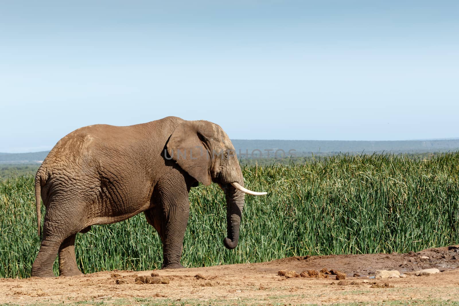 Big African Bush Elephant frozen in time, standing and waiting for his family.