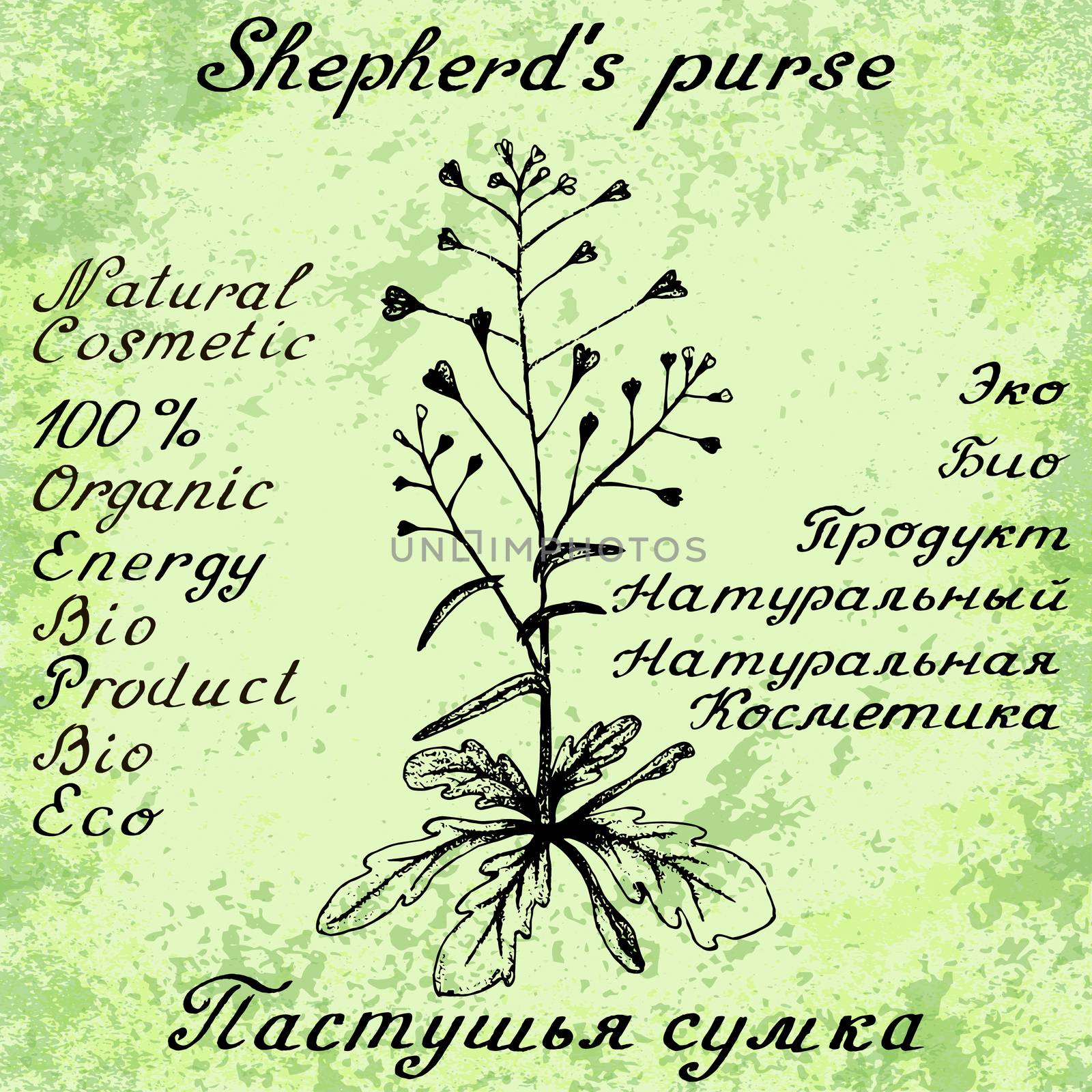 Shepherd's purse hand drawn sketch botanical illustration by Julia_Faranchuk