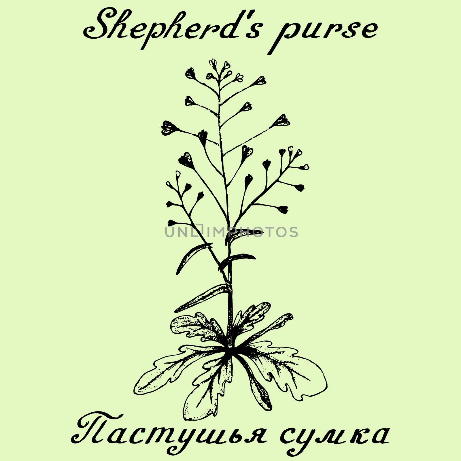 Shepherd's purse hand drawn sketch botanical illustration by Julia_Faranchuk