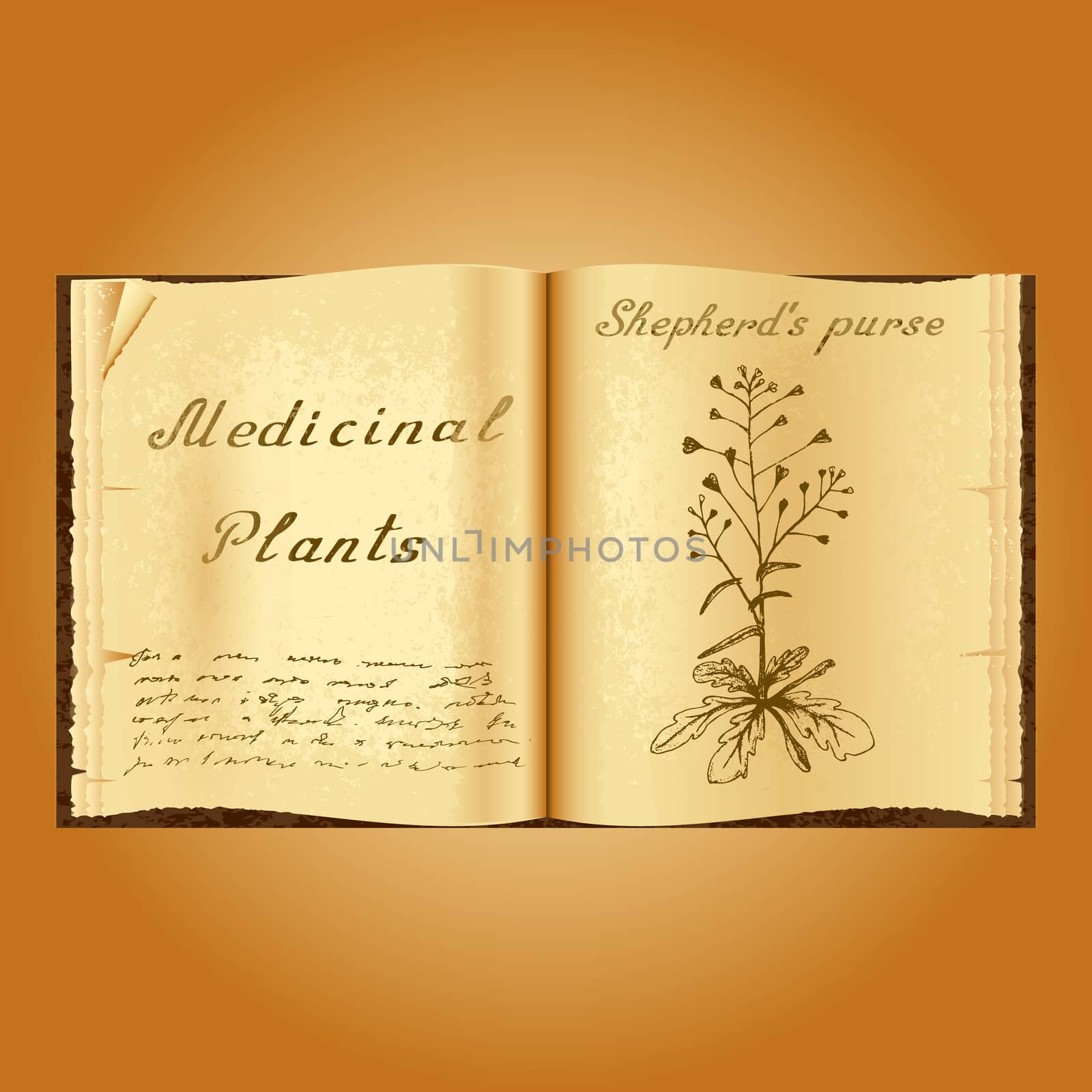 Shepherd's purse. Botanical illustration. Medical plants. Book herbalist. Old open book by Julia_Faranchuk