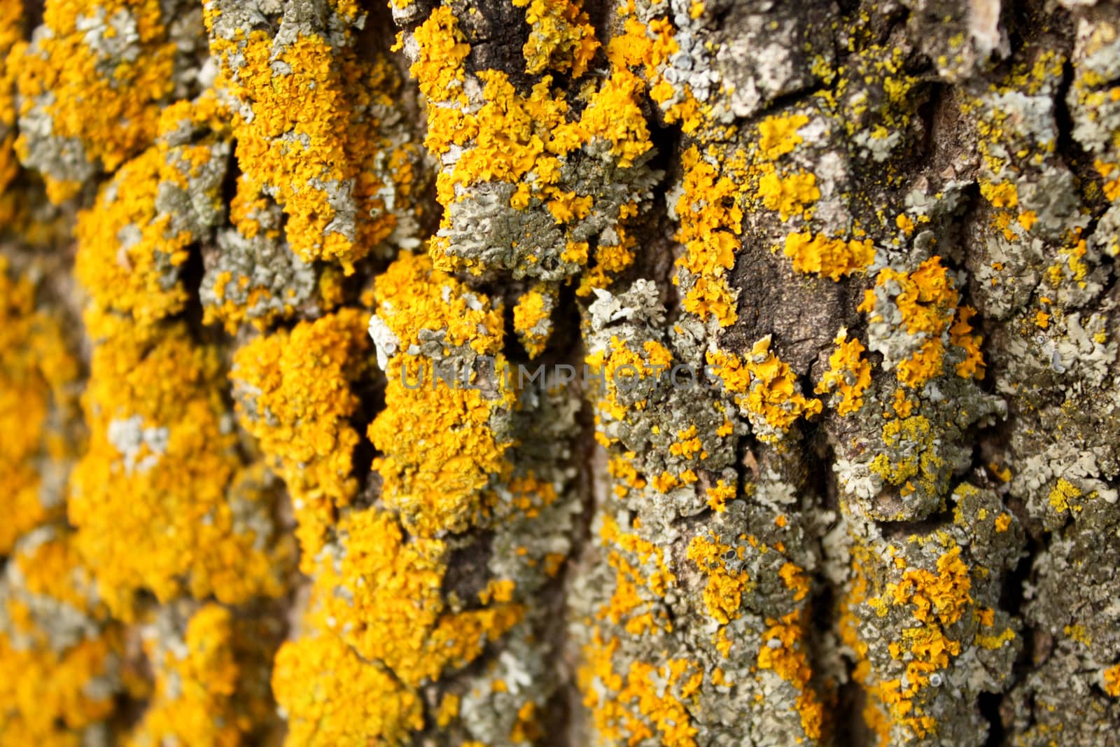 Yellow lichen on a bark