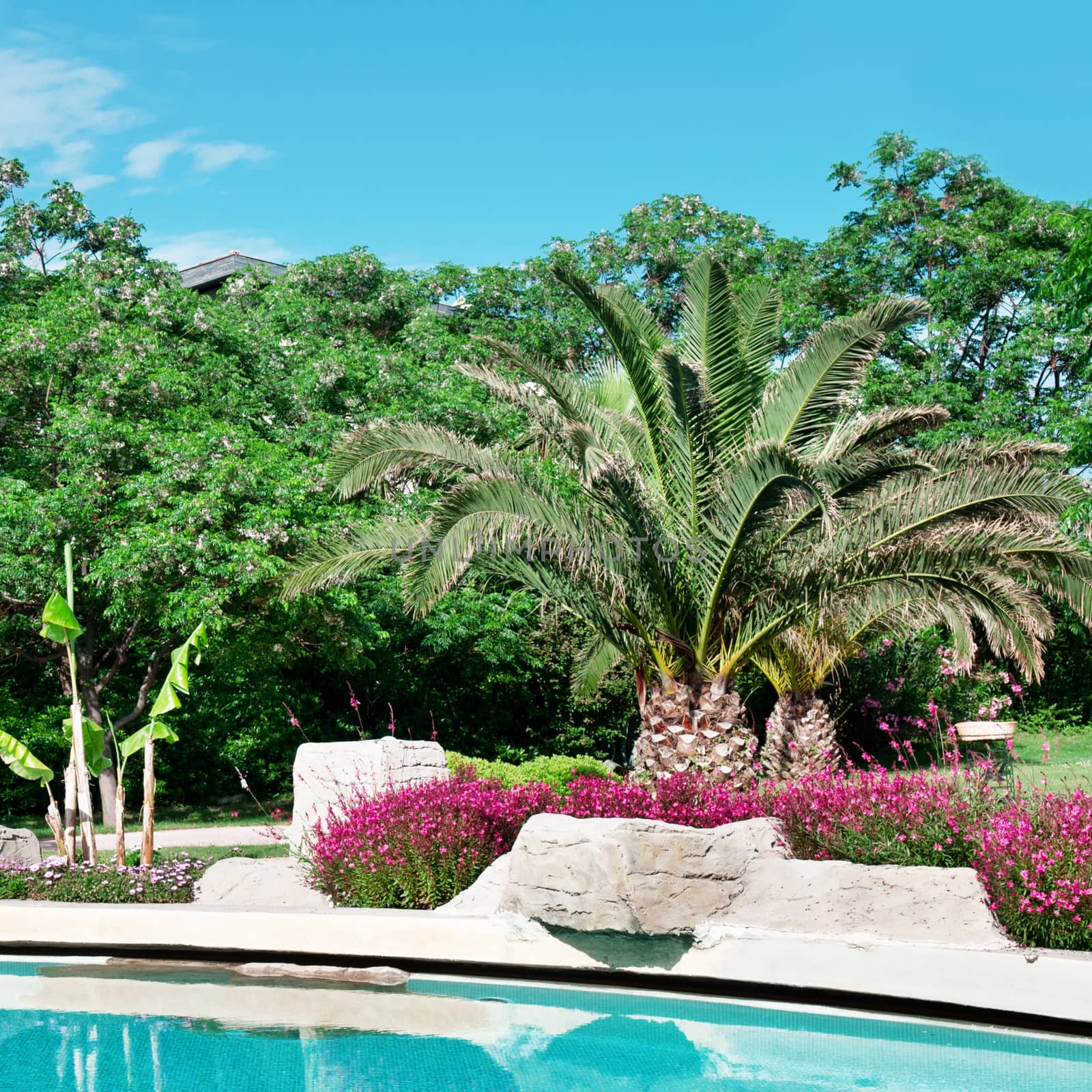 palm trees and flowers around the outdoor pool