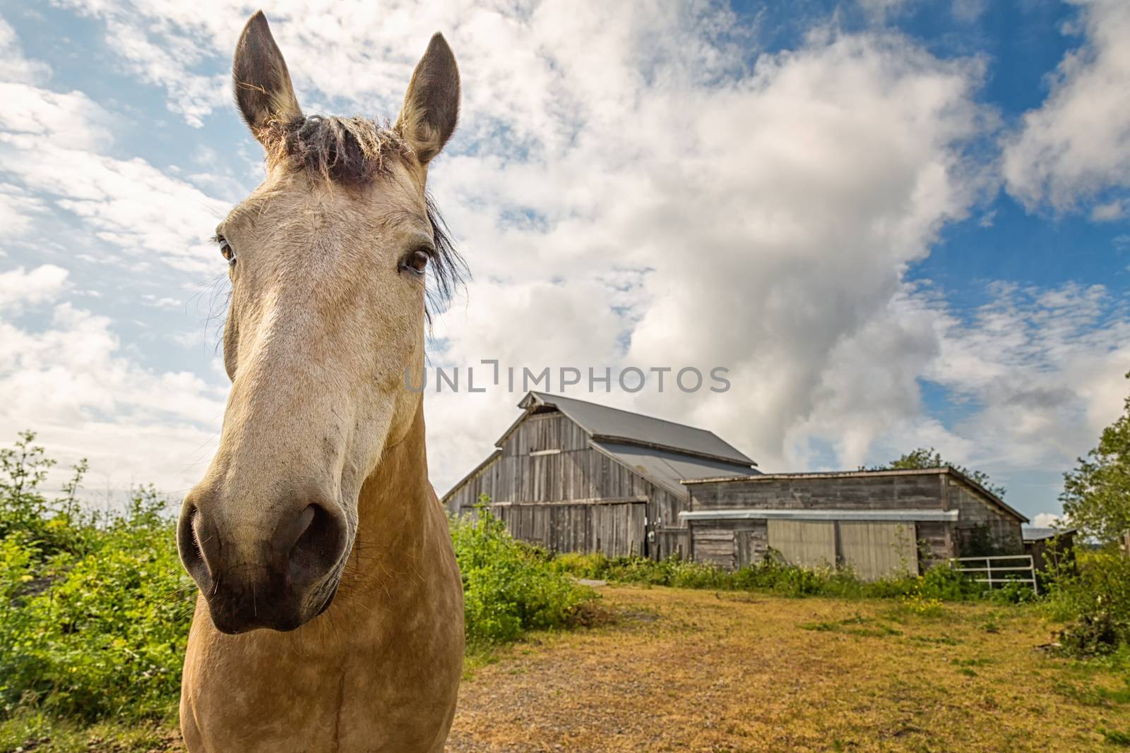 Friendly Horse at His Barn, Color Image