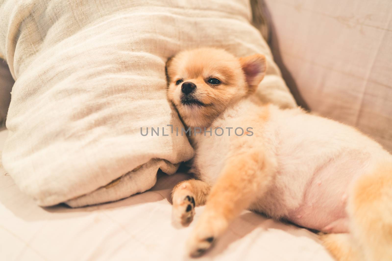 Cute pomeranian dog sleeping on pillow on bed, with copy space by beer5020