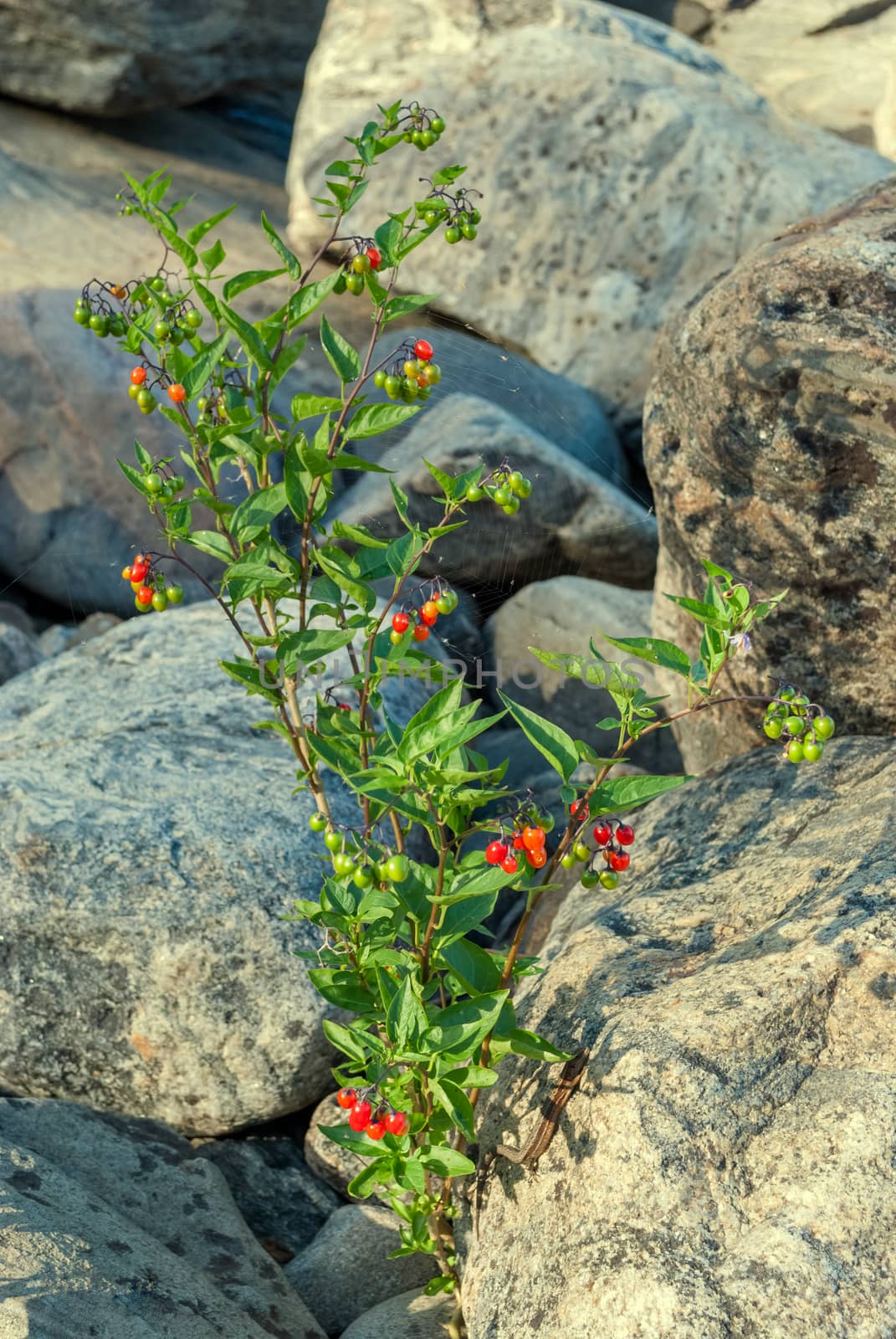 A bush with red berries growing among the large gray stones on a bright sunny day.