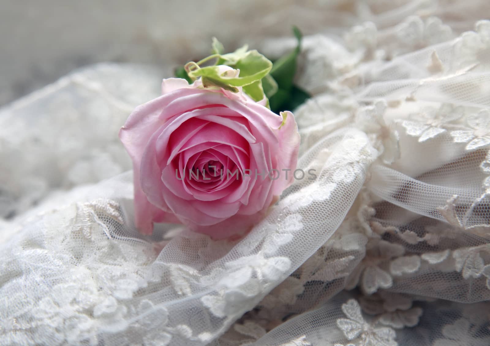 Pink rose on a background of a veil