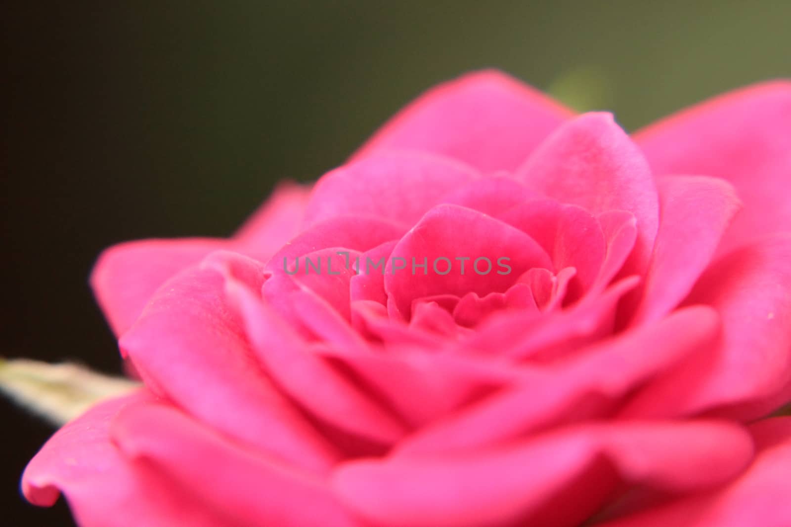 Lovely pink rose by mario_brioschi