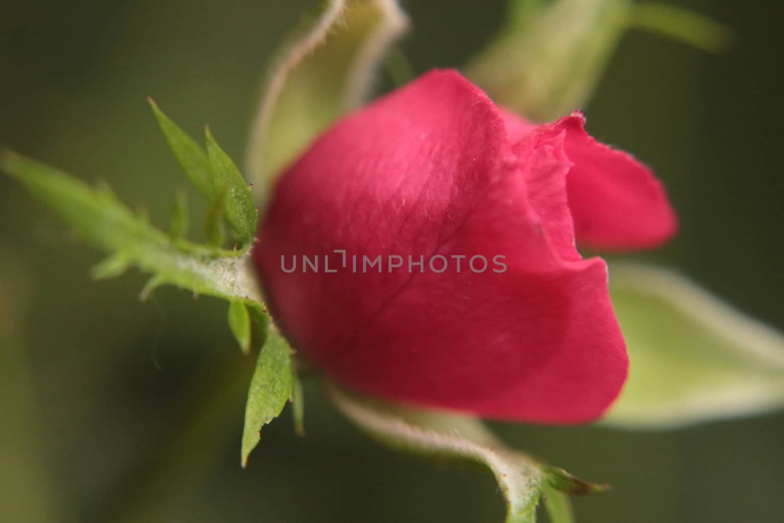 macro of a wild pink rose in a forest