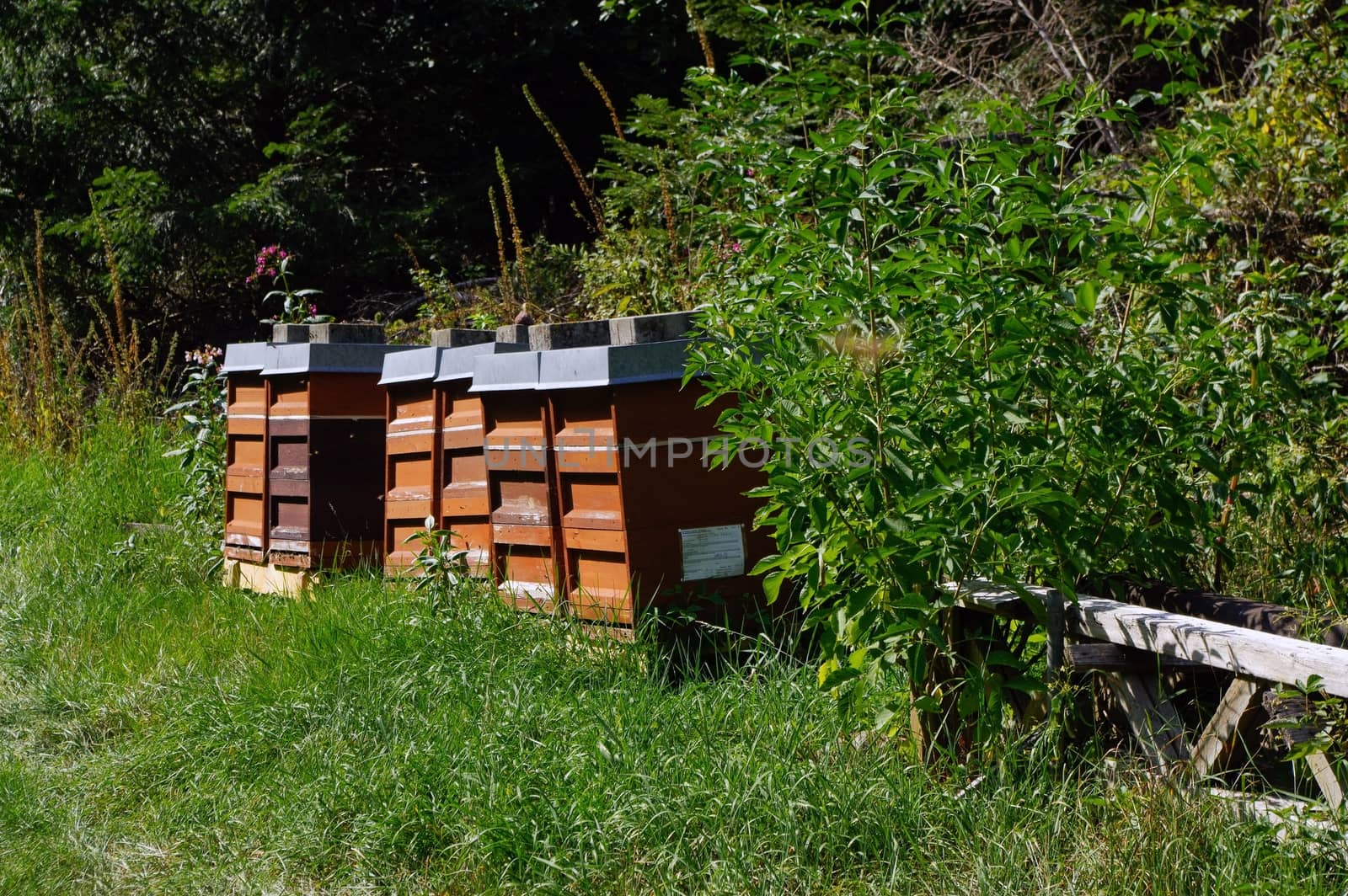 Row of wooden beehives with trees in the background