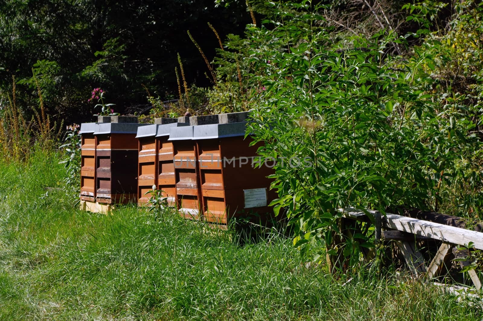 Row of wooden beehives with trees in the background