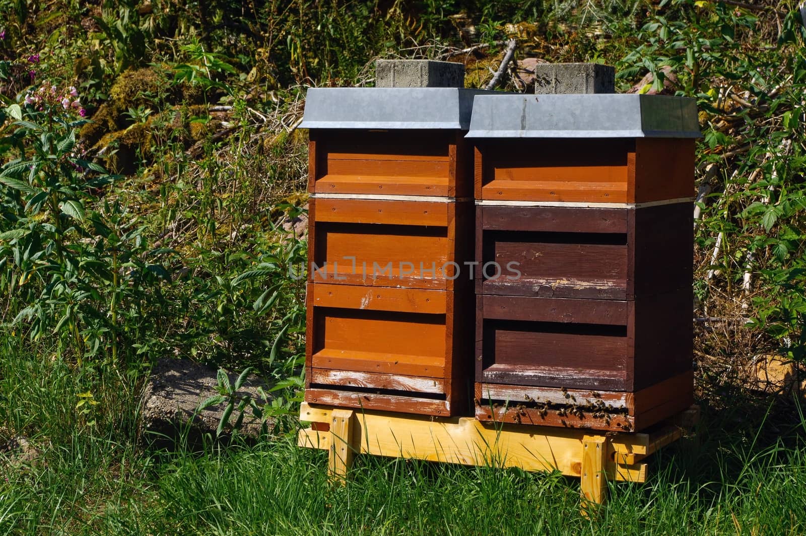 two colorful wooden beehives with trees in the background by evolutionnow