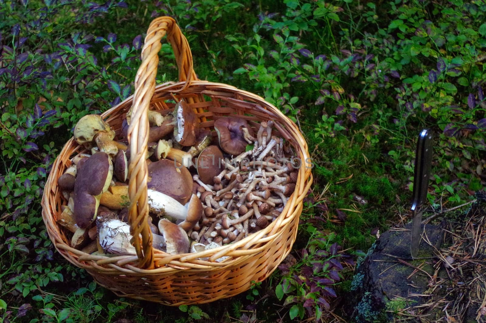 Selected fresh picked edible forest mushrooms in a basket by evolutionnow