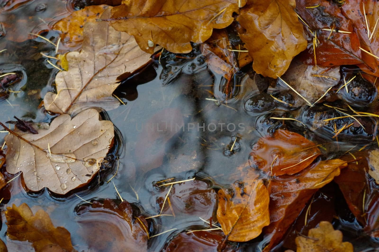 yellow fallen leaves lie on the surface of the puddle in autumn by evolutionnow