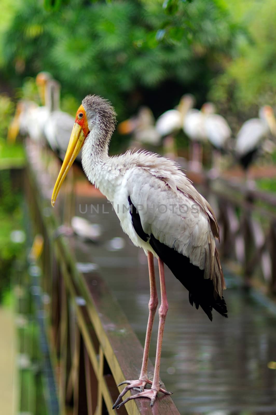 lot of white storks sitting on bridge railings, ciconia, at rainy day. by evolutionnow