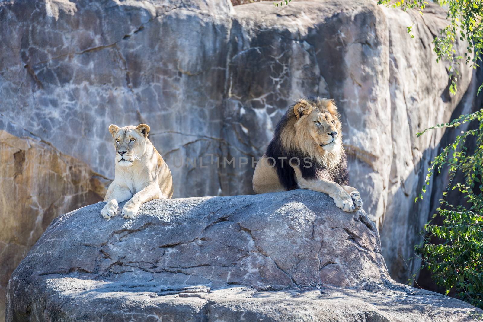 Lions on a Rock by Mojoeks