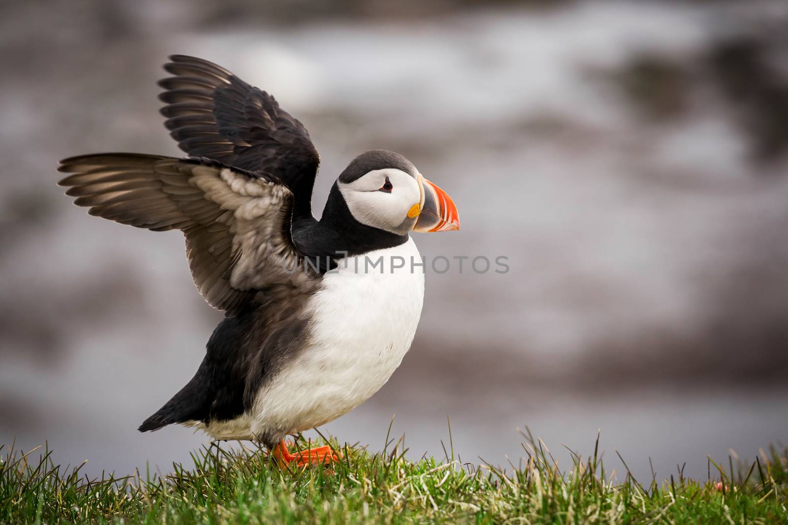 The beautiful Puffin a rare bird specie photographed in Iceland