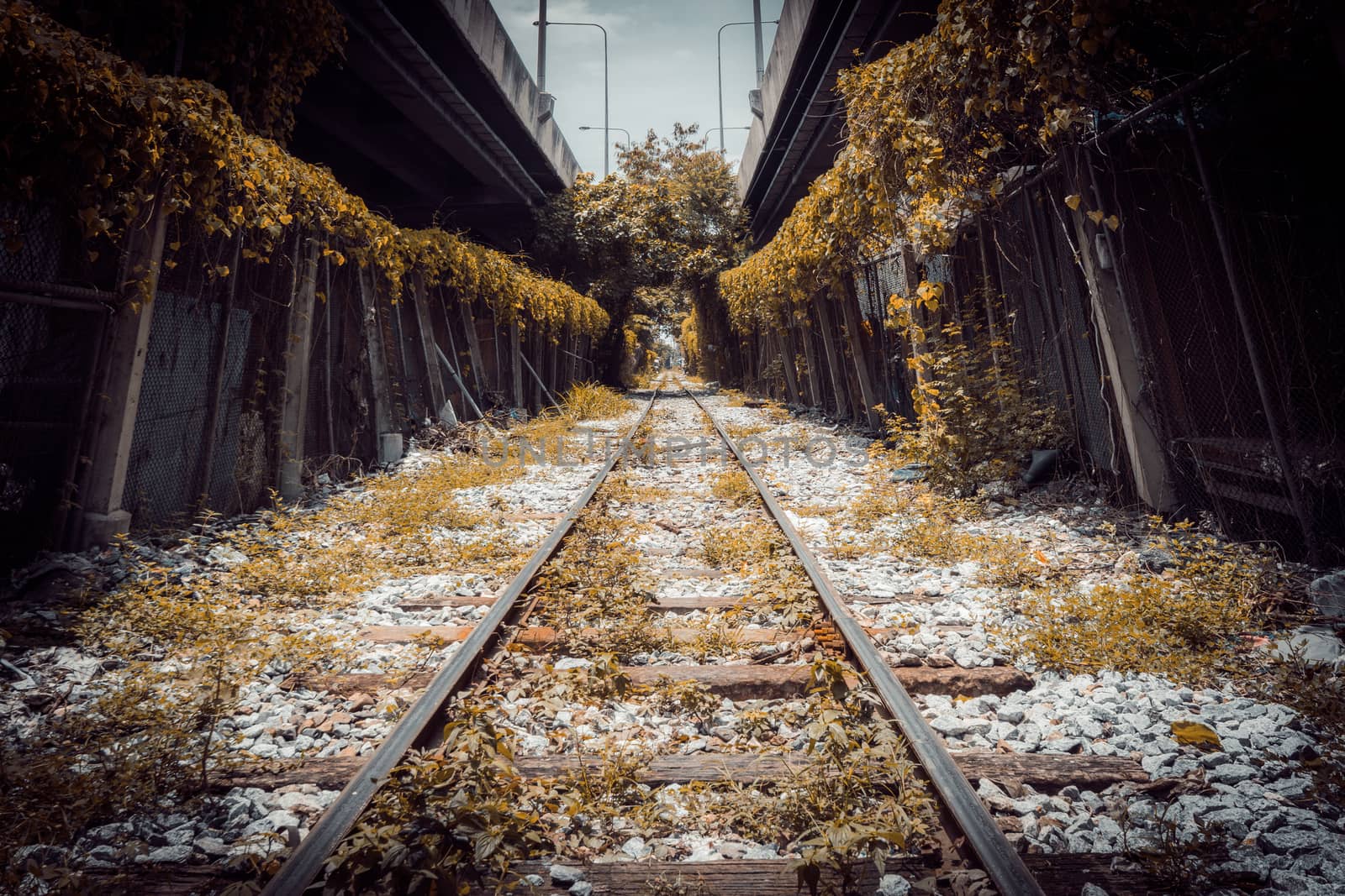 tree tunnel railway in city tone vintage