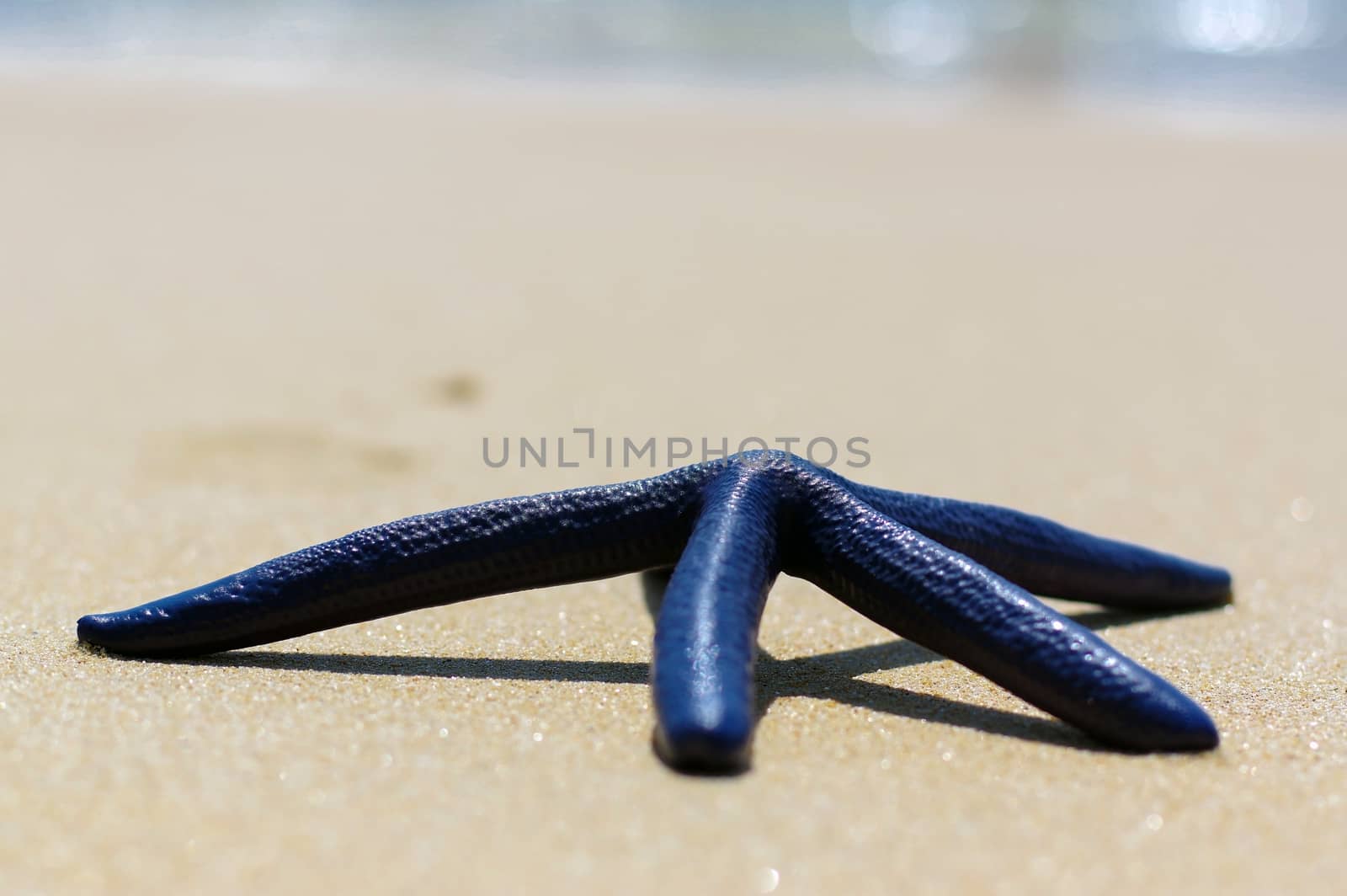 Blue starfish on the white sand sunny day by evolutionnow