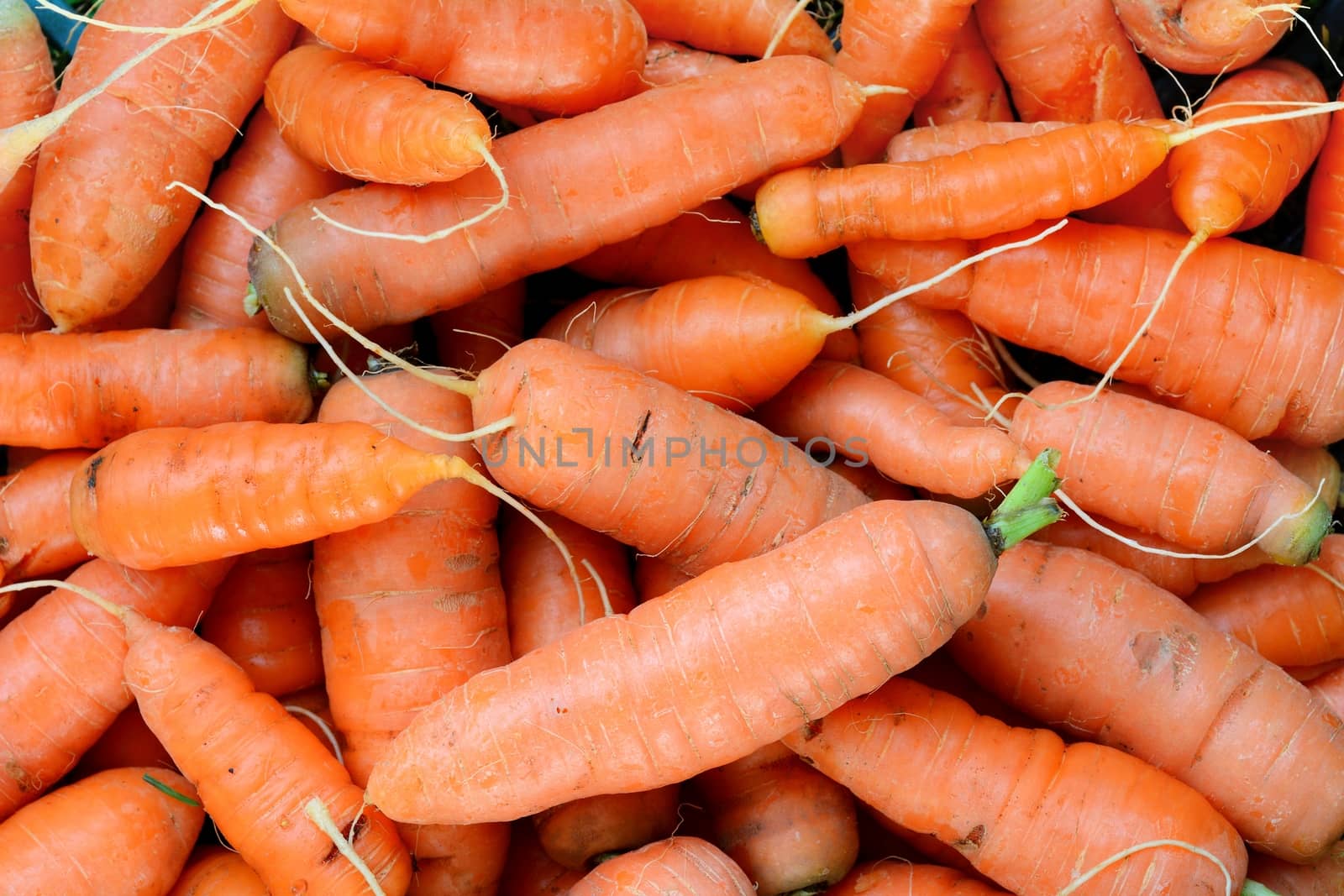 Background from heap of the ripe fresh carrots.