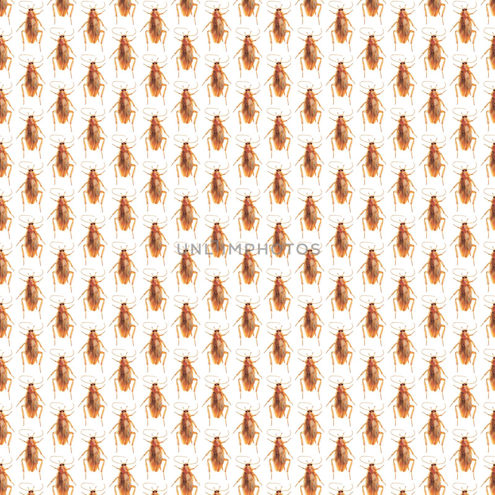 Pattern of Cockroaches on white Background