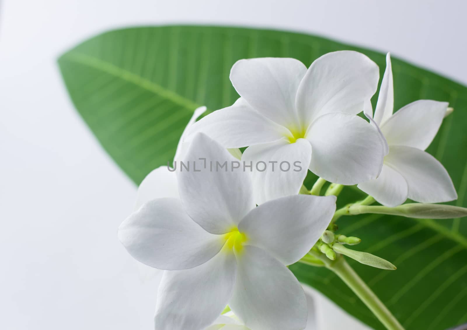 plumeria, nature, pretty aroma, aromatherapy, beautiful, beauty,