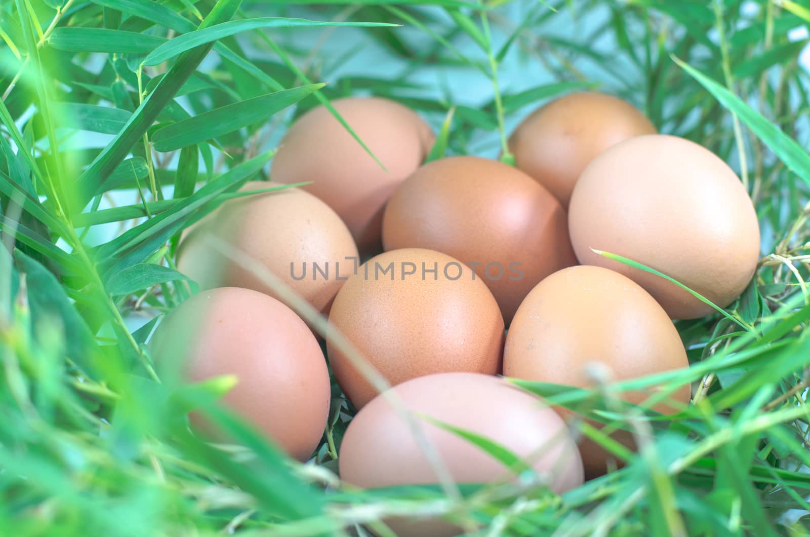 chicken eggs on bamboo leaves