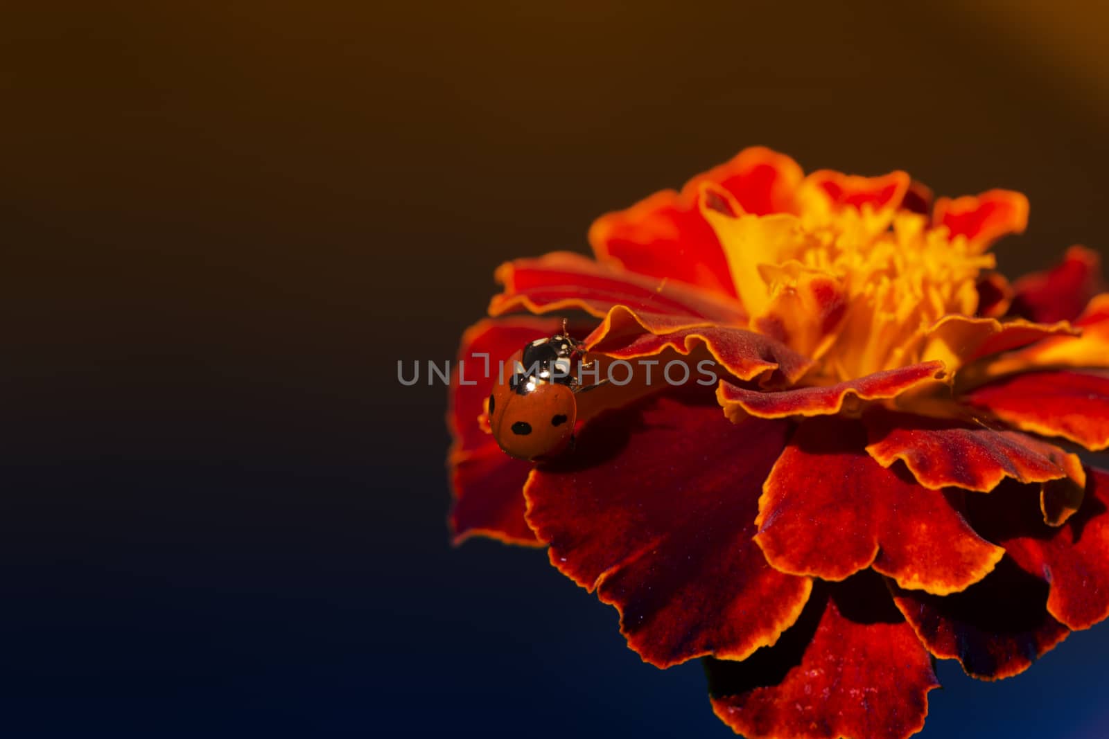 ladybird on an orange flower. Ladybug on orange flower petals