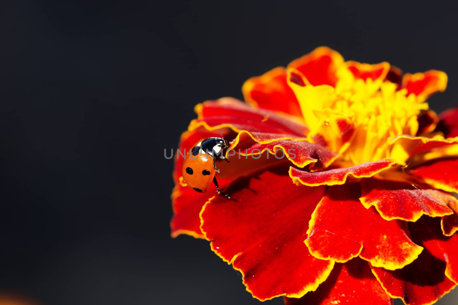 ladybird on an orange flower. Ladybug on orange flower petals
