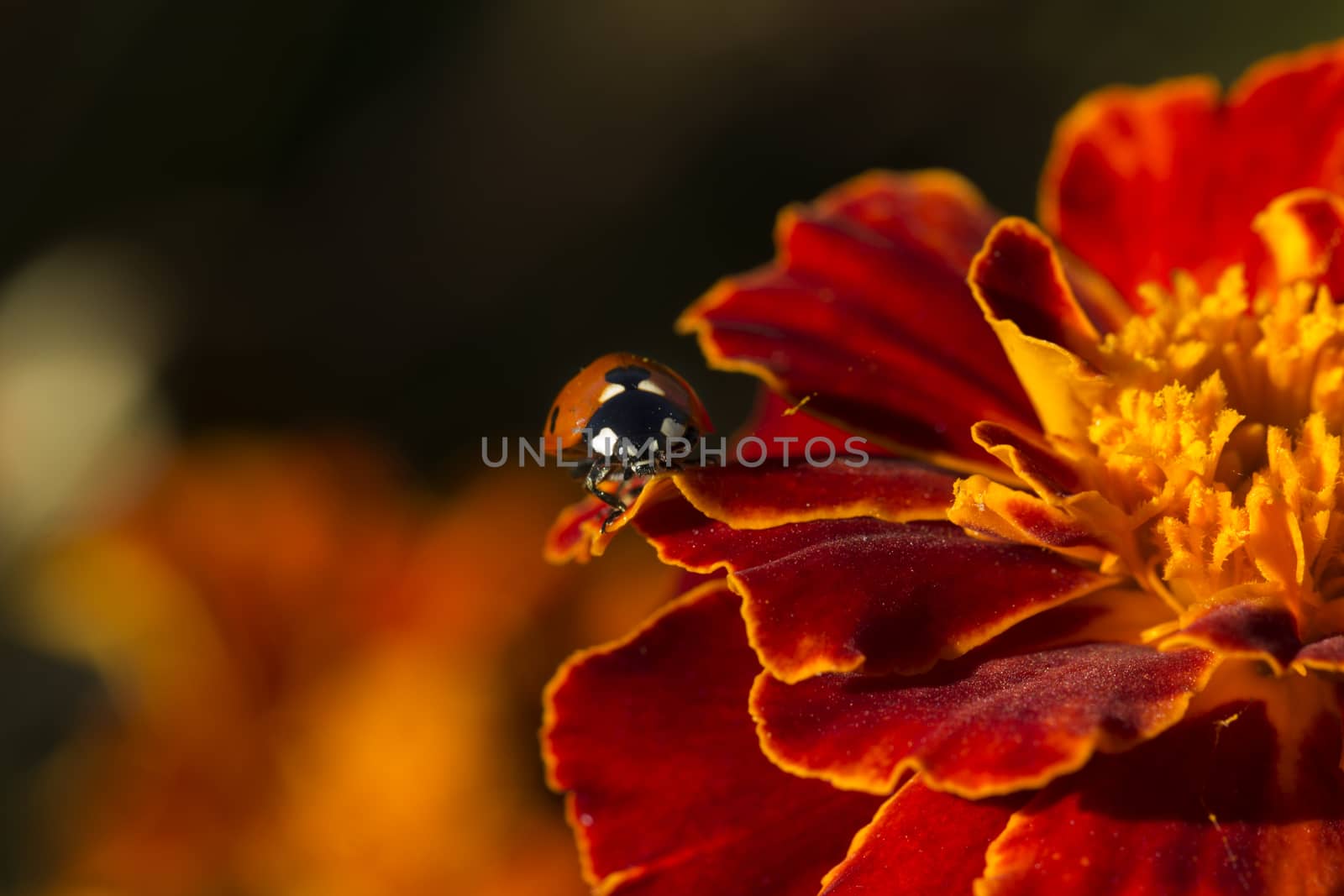 ladybird on an orange flower. Ladybug on orange flower petals