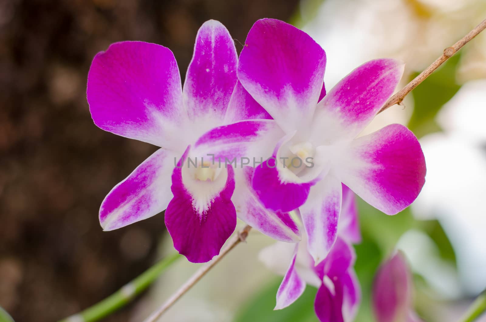 Pink orchid  Close up