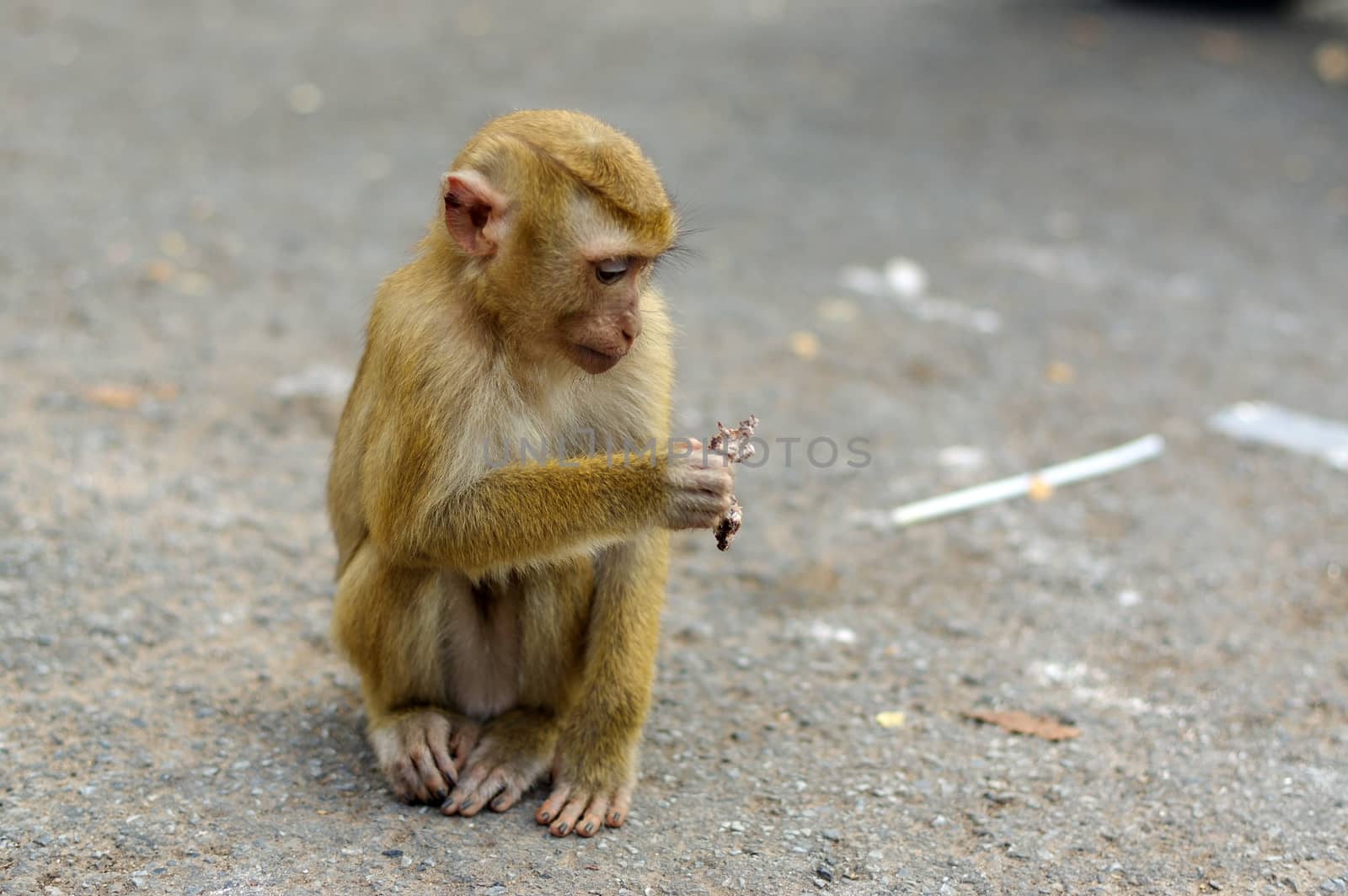 A lonely male long-tail mountain monkey sitting on gravel platform. macaca monkey in Thailand